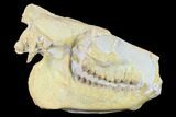 Fossil Oreodont (Merycoidodon) Skull - Wyoming #134353-3